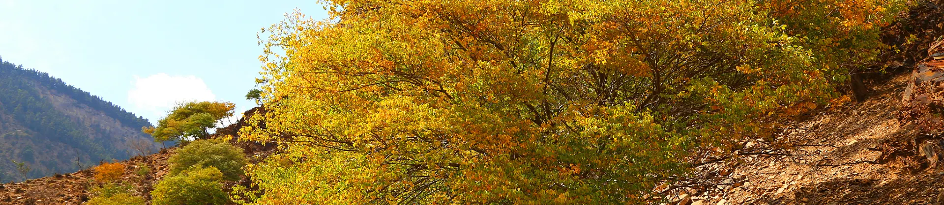Fall Viewing Attractions
