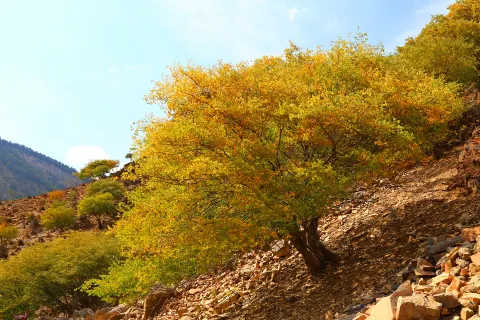 Ning Xia Helan Mountain National Forest Park