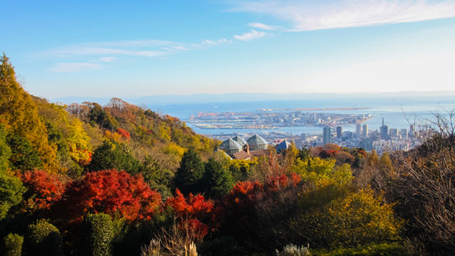 Fall Foliage Sightseeing in Kobe