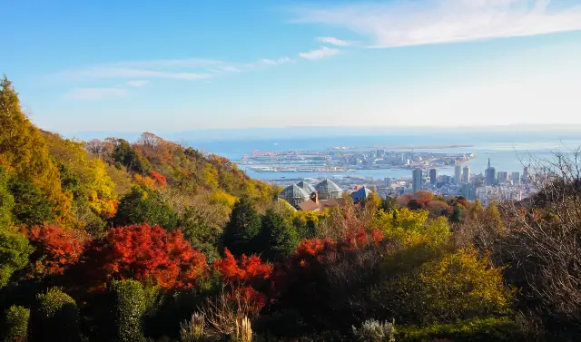Fall Foliage Sightseeing in Kobe