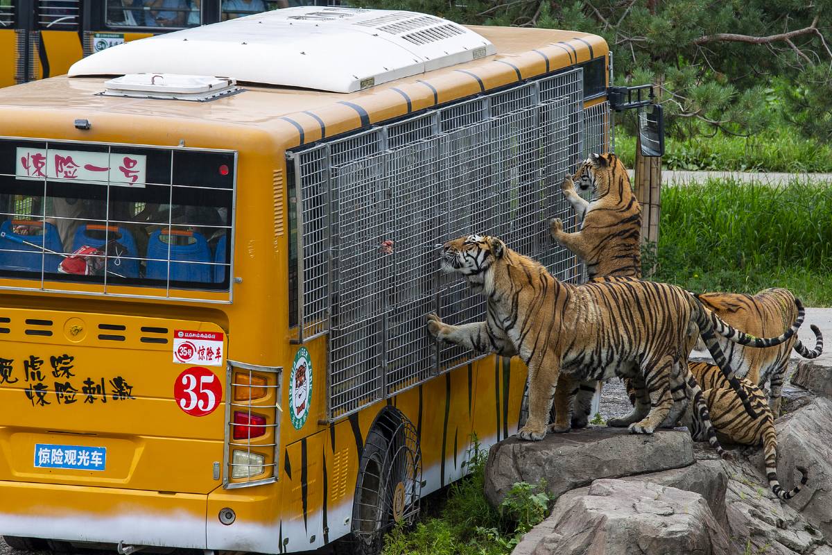 Зачем посещать Парк тигров в Пекине