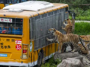 Siberia Tiger Park