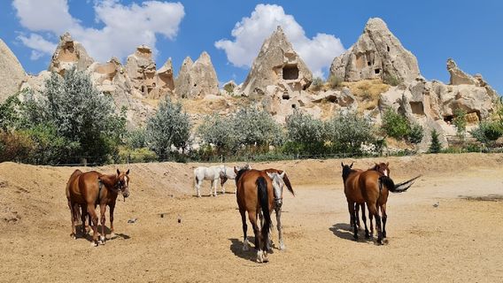 Dalton Kardeşler At Çiftliği