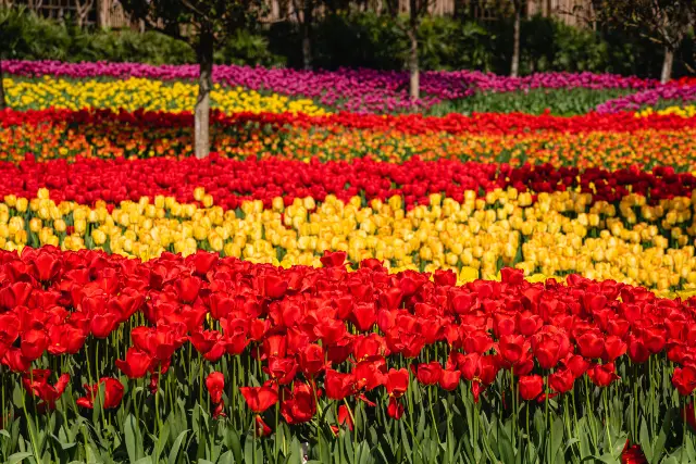 Tulip Viewing in Chongqing