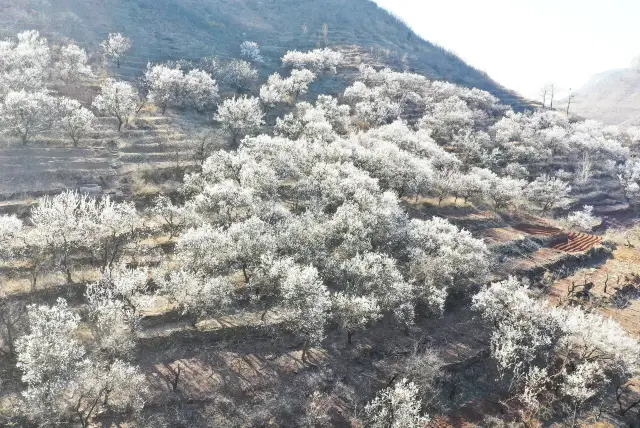 Shandong Apricot Blossom Viewing
