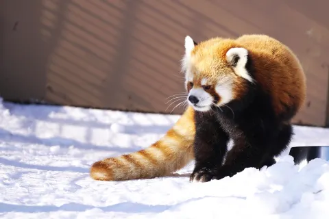 Sapporo City Maruyama Zoo