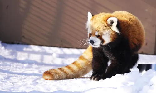 Sapporo City Maruyama Zoo