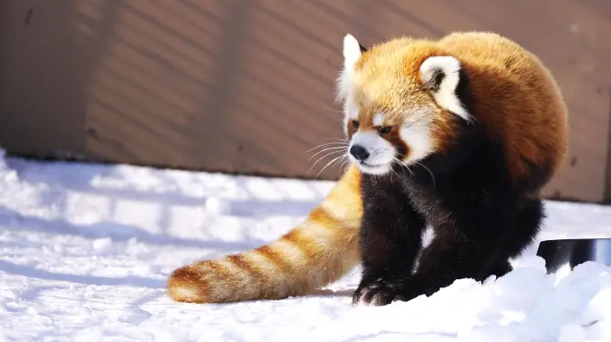 1_札幌市圓山動物園