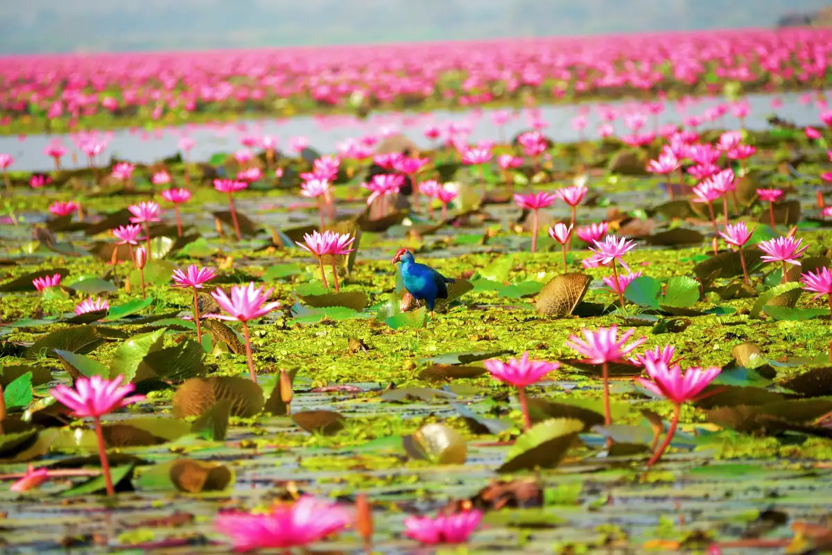 Red Lotus Lake Kumphawapi