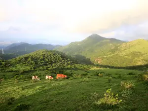 Damu Mountain Pasture