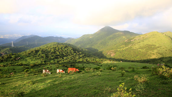 Damu Mountain Pasture