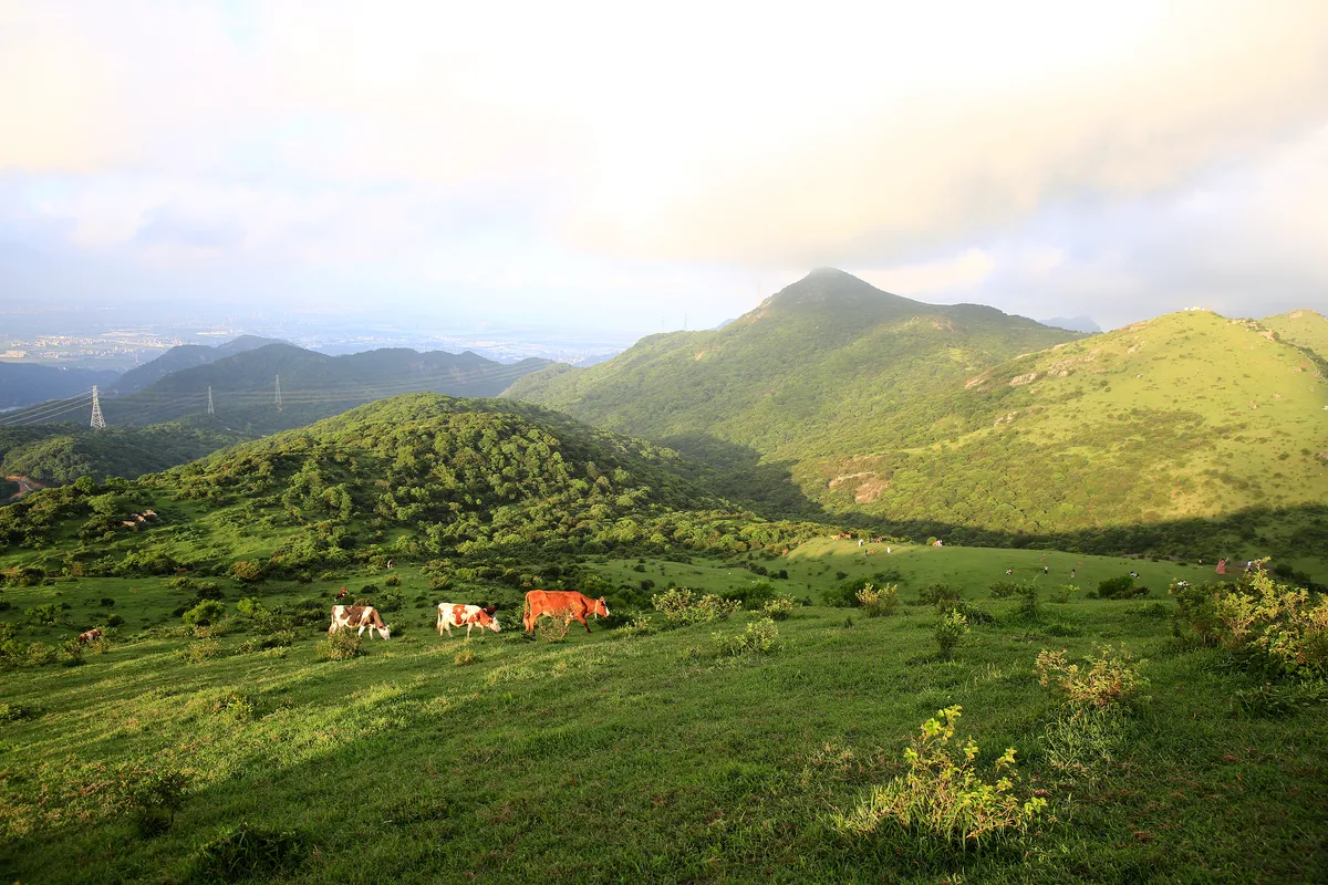 Damu Mountain Pasture