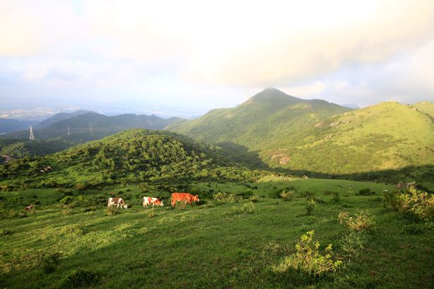 Damu Mountain Pasture