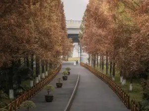 Popular Fall Viewing Attractions in Suining