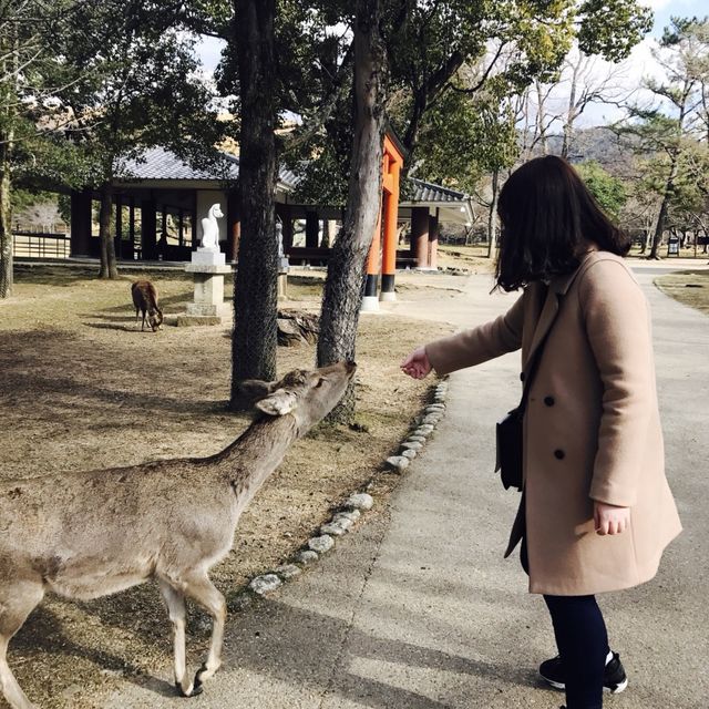 사슴이 가득한 곳, 사슴공원