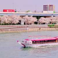 隅田川の岸辺の桜並木