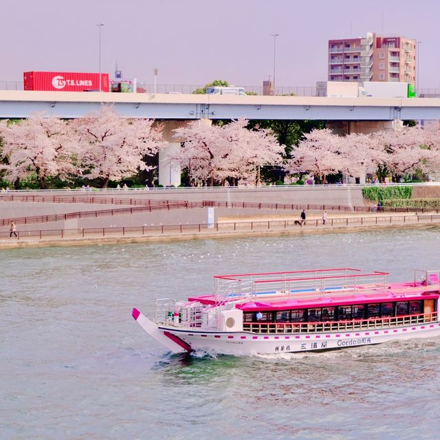 隅田川の岸辺の桜並木