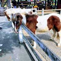 【富士宮】まかいの牧場で動物と遊ぼう