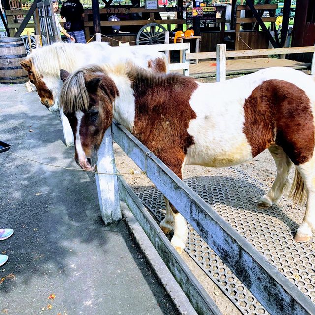 【富士宮】まかいの牧場で動物と遊ぼう
