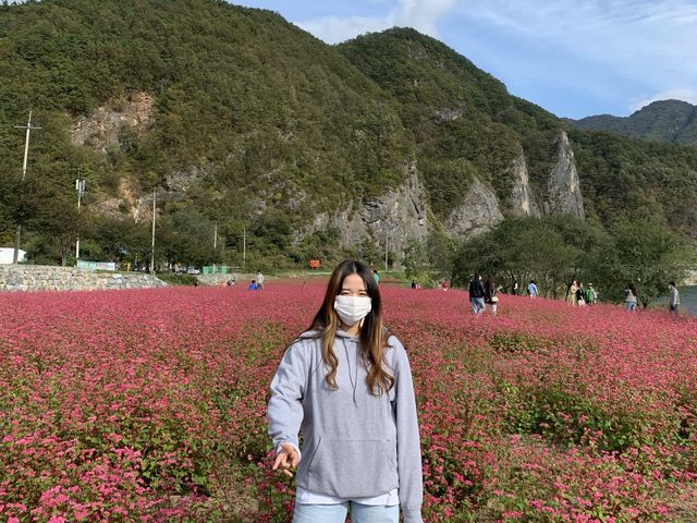 영월에서 홍메밀꽃 구경하기◡̈ 