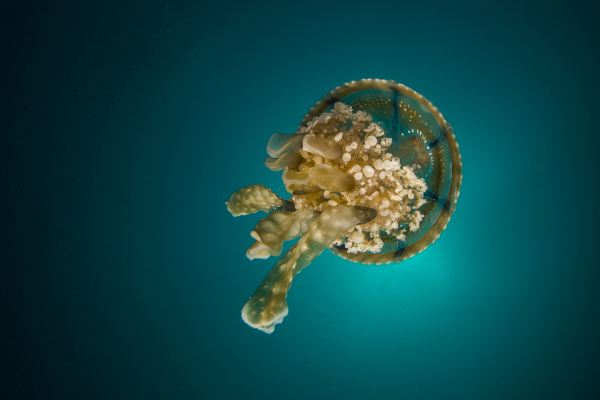 Oceanogràfic València