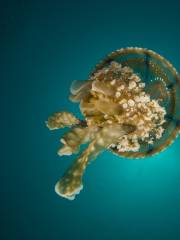 Oceanogràfic València