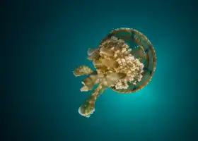 仙台うみの杜水族館