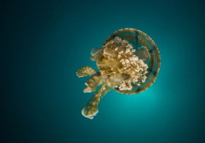 Parco oceanografico di Valencia