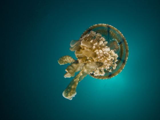 Oceanogràfic València