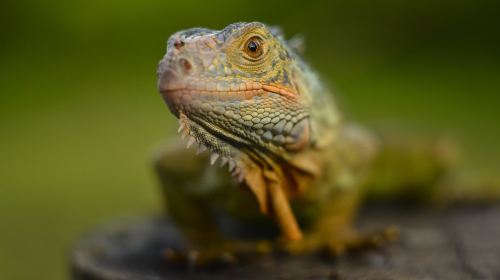 長隆野生動物世界