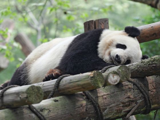 熊猫楽園 (パンダバレー)