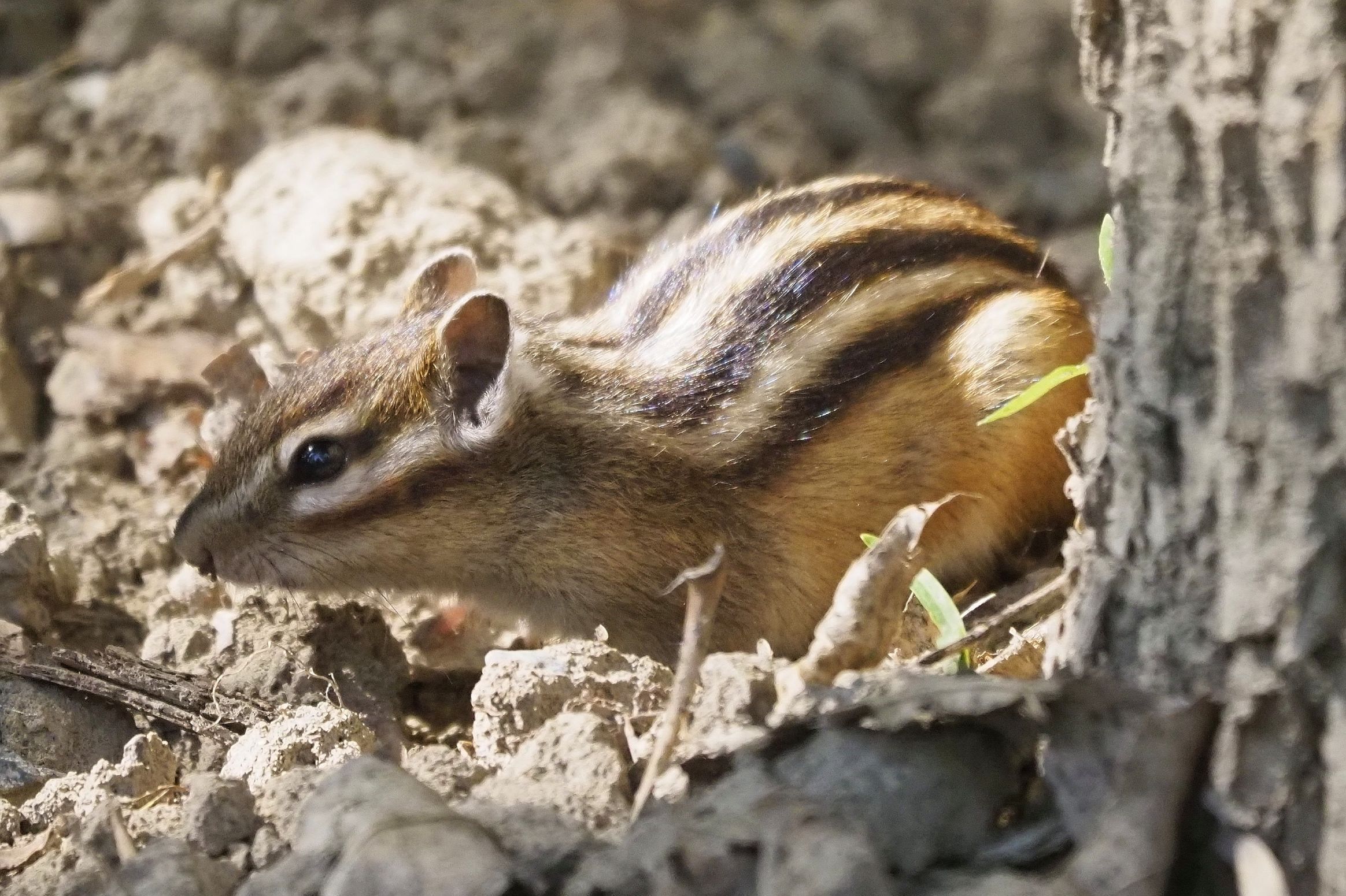ウルムチ ウルムチ植物園 評判 案内 トリップドットコム
