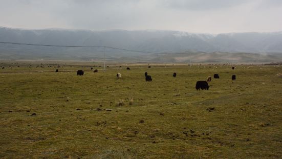金银滩草原位于青海省海北藏族自治州海晏县西北侧，是一个名气比