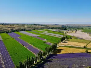 Princess Jieyou Lavender Garden
