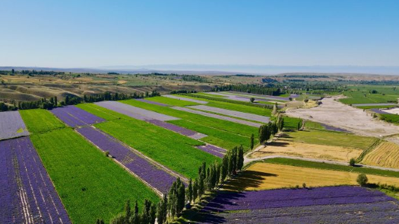 Princess Jieyou Lavender Garden