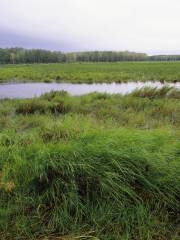 Sanjiang Natural Wetland Reserve