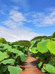 九龍田園