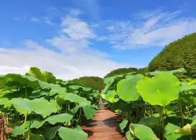 九龍田園