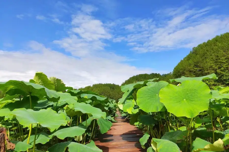 九龍田園