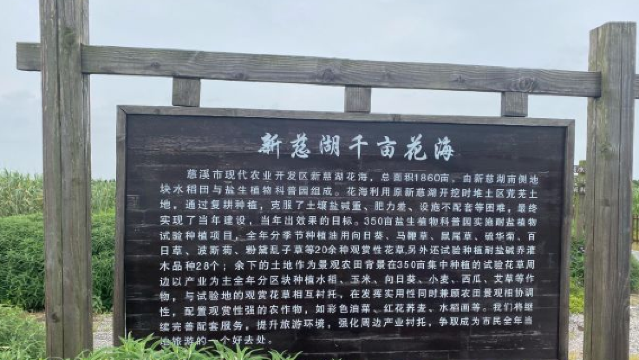 Xin Ci Lake Thousand-Mu Flower Sea