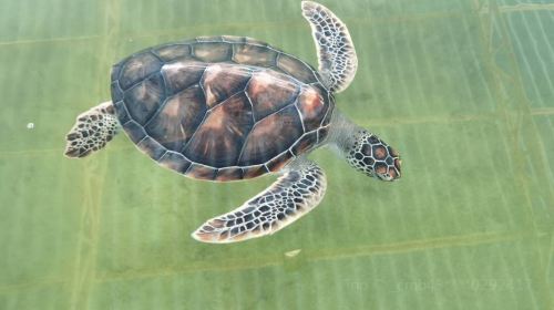 Sea Turtle Farm and Hatchery - Habaraduwa