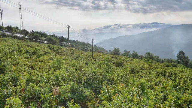 Bayberry Base of Kunming Science and Technology Demonstration Park