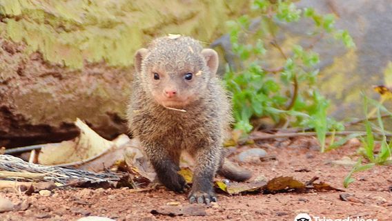 Hochwildschutzpark Hunsruck