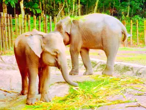 Lok Kawi Wildlife Park
