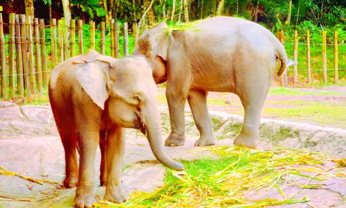 Lok Kawi Wildlife Park