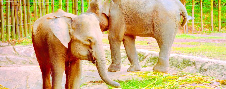 Lok Kawi Wildlife Park
