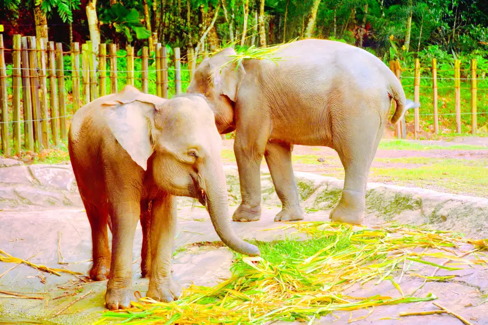 4_Lok Kawi Wildlife Park