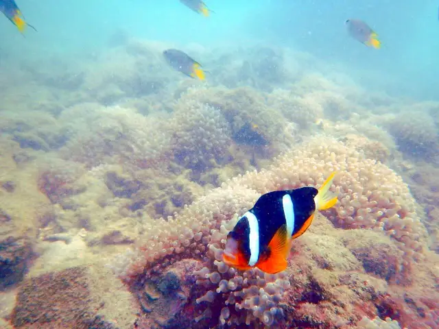 北海潛水