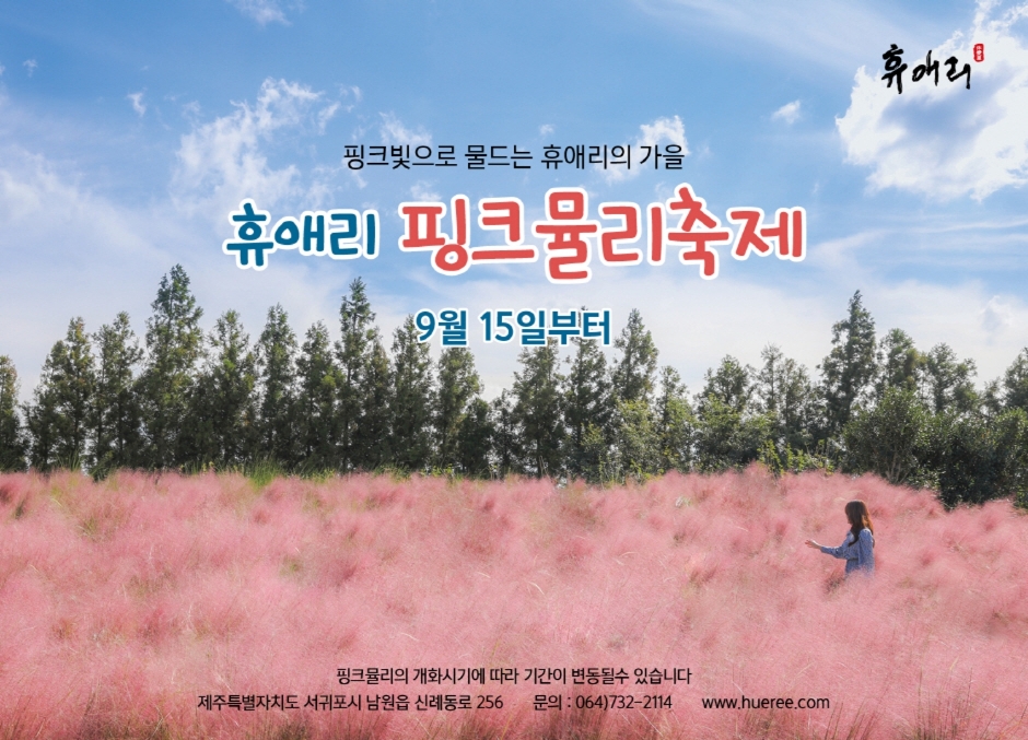 Hyeri Pink Muhly Festival | Seogwipo