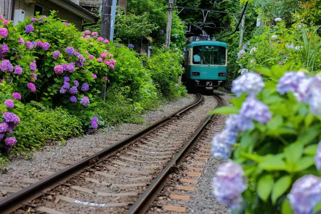 Hydrangea Viewing in Kamakura